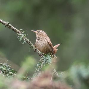 Winter Wren