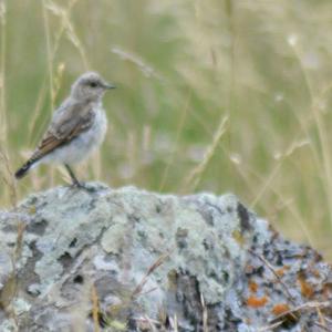 White-winged Snowfinch