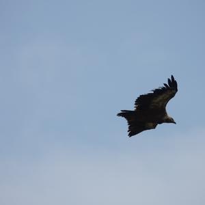 Griffon Vulture