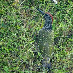 Eurasian Green Woodpecker