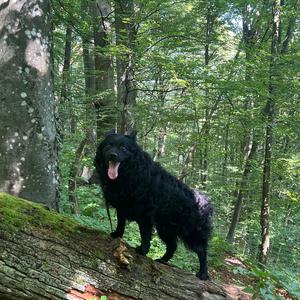 Croatian Sheepdog