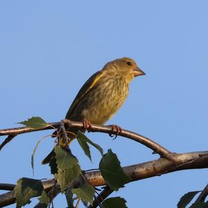 European Greenfinch