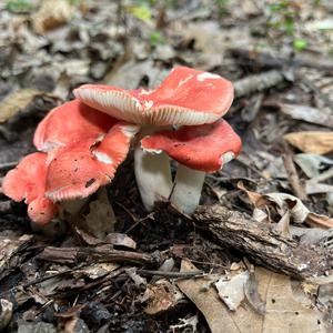 Blood-red Russule