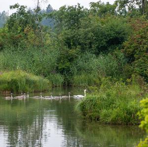 Mute Swan