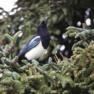 Black-billed Magpie