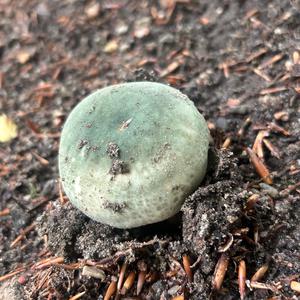 Gefelderter Grüntäubling