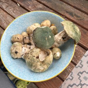 Gefelderter Grüntäubling