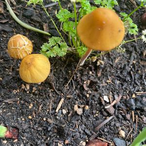 Unknown Species