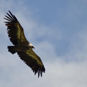 Griffon Vulture