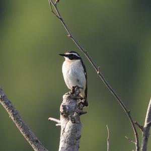 Braunkehlchen