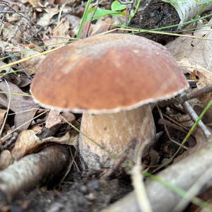 Summer Bolete