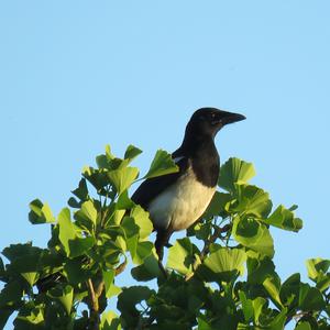Black-billed Magpie