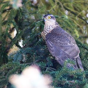 Eurasian Sparrowhawk