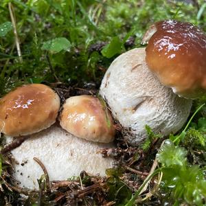 Summer Bolete