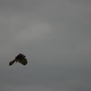 Common Kestrel