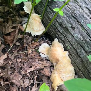 Oyster Mushroom