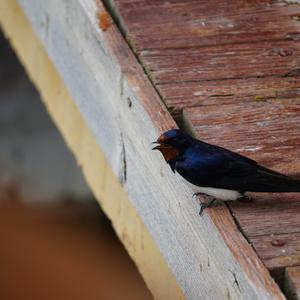 Barn Swallow