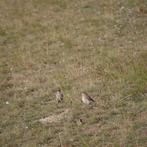 Isabellsteinschmätzer