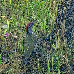 Eurasian Green Woodpecker