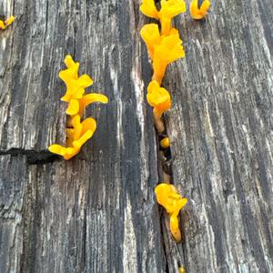 Unknown Species