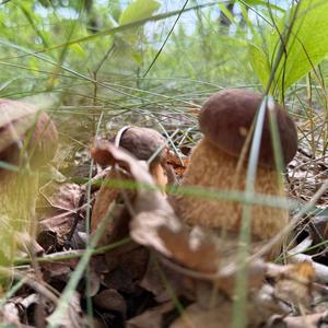 Summer Bolete