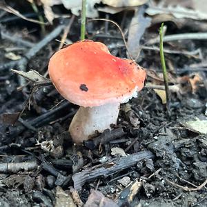 Blood-red Russule