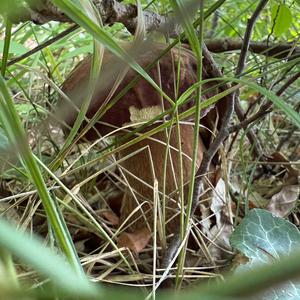 Summer Bolete
