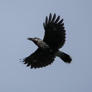 Spotted Nutcracker