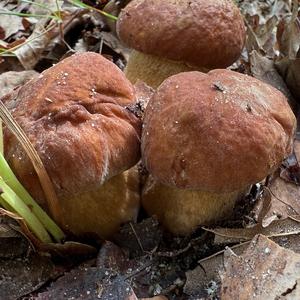 Summer Bolete