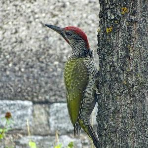 Eurasian Green Woodpecker