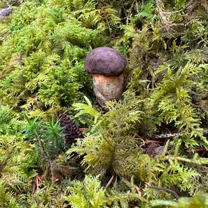Unknown Species