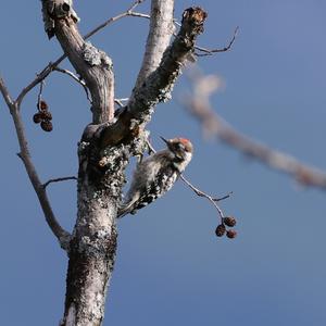 Lesser Spotted Woodpecker