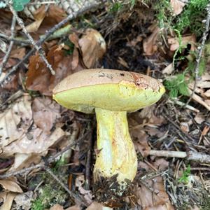 Falscher Anhängselröhrling