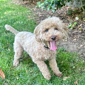 Poodle (Toy)