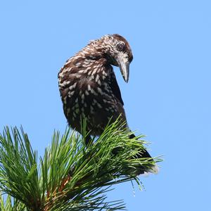 Spotted Nutcracker