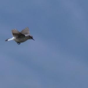 White-winged Snowfinch