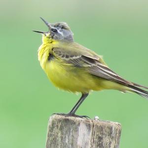 Yellow Wagtail