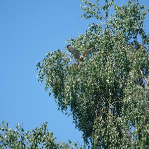 Common Kestrel