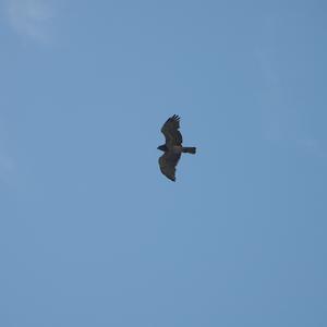 Schlangenadler