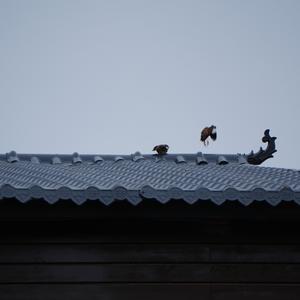 Common Myna