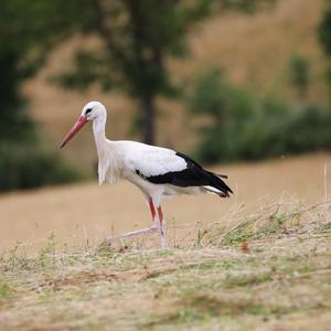 Weißstorch