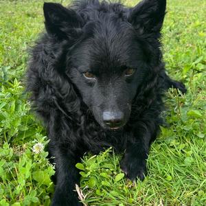 Croatian Sheepdog