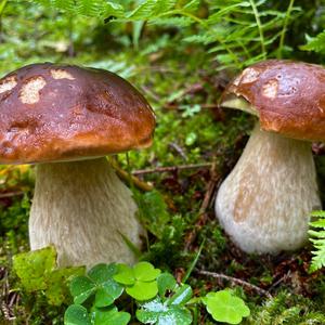Summer Bolete