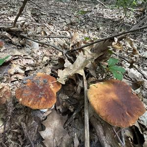 Summer Bolete