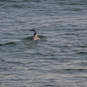 Common Guillemot