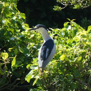 Unknown Species
