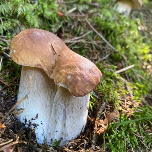 King Bolete