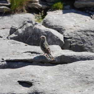 Alpine Accentor