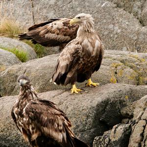White-tailed Eagle