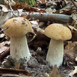 Summer Bolete